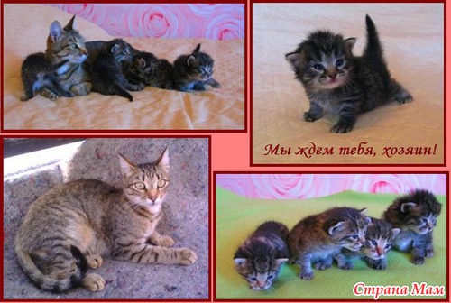 привет меня зовут кошка и я очень люблю. Смотреть фото привет меня зовут кошка и я очень люблю. Смотреть картинку привет меня зовут кошка и я очень люблю. Картинка про привет меня зовут кошка и я очень люблю. Фото привет меня зовут кошка и я очень люблю