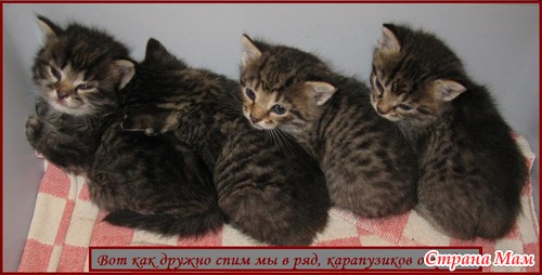 привет меня зовут кошка и я очень люблю. Смотреть фото привет меня зовут кошка и я очень люблю. Смотреть картинку привет меня зовут кошка и я очень люблю. Картинка про привет меня зовут кошка и я очень люблю. Фото привет меня зовут кошка и я очень люблю
