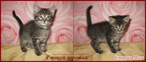 привет меня зовут кошка и я очень люблю. Смотреть фото привет меня зовут кошка и я очень люблю. Смотреть картинку привет меня зовут кошка и я очень люблю. Картинка про привет меня зовут кошка и я очень люблю. Фото привет меня зовут кошка и я очень люблю