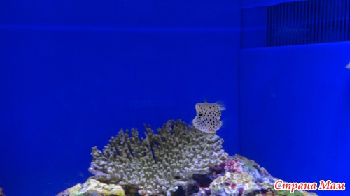 Гуляя по Шанхая