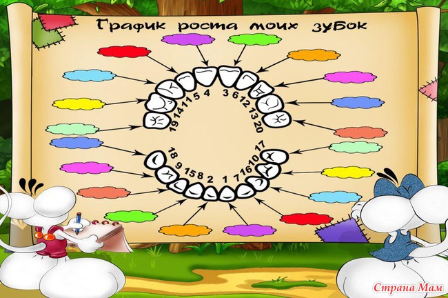 График зубов до 3 лет