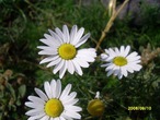     ,    !  ACUVUE ...............