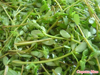 Как приготовить портулак вкусно