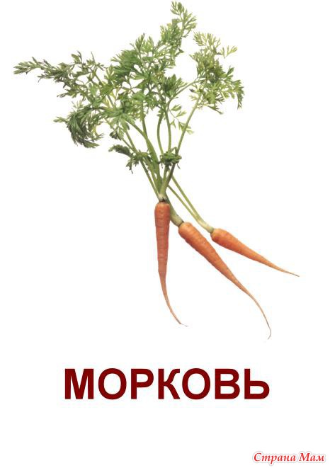 Картинка морковь с надписью