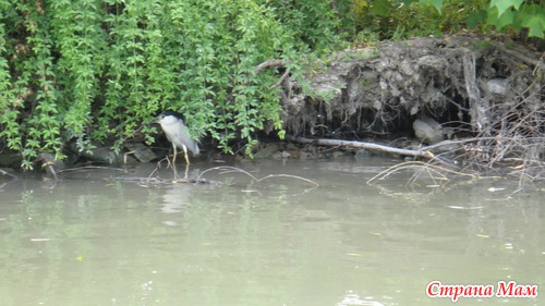 Парк века (Century Park). Шанхай