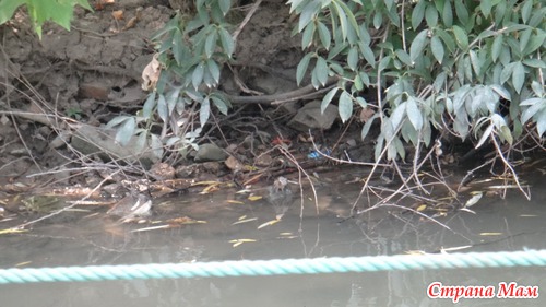 Парк века (Century Park). Шанхай