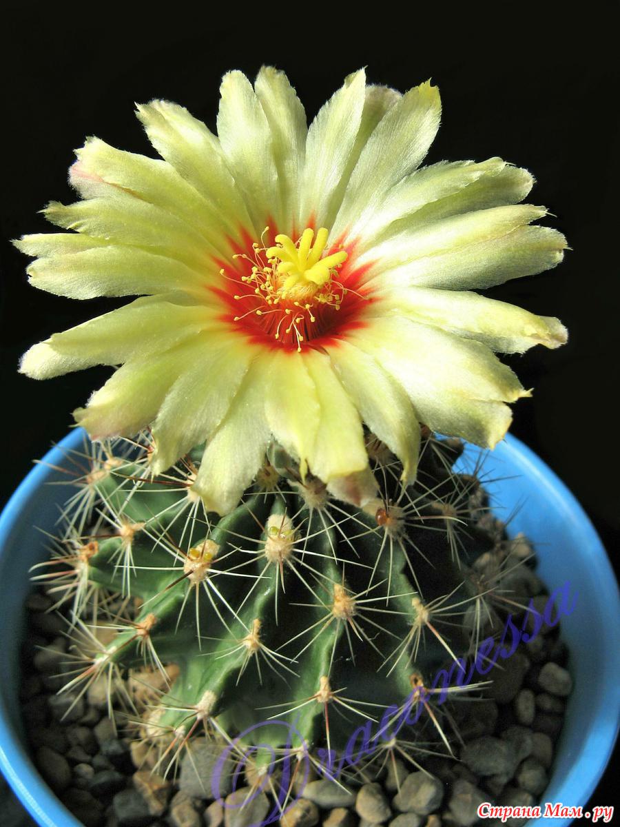 Сухая трава чертополох. Злое солнышко. Колючка в пустыне. Солнце в колючках. Песенка колючки.