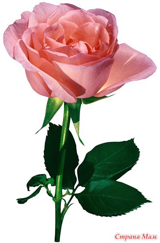 Розы Из Теста Рецепт Фото