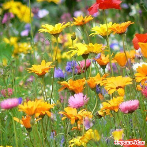 . Шапочки из Alize flower - В.Г.У. - Вязаные Головные Уборы - Страна Мам