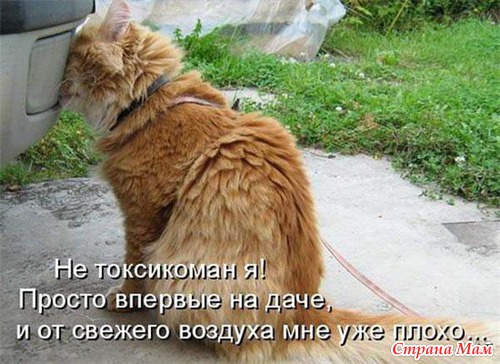 Фото Смешных Кисок Фото Смешных Кисок