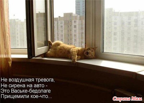 Фото Смешных Кисок Фото Смешных Кисок