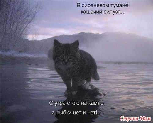 Фото Смешных Кисок Фото Смешных Кисок