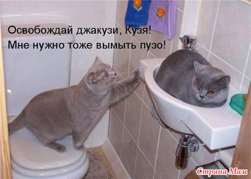 Фото Смешных Кисок Фото Смешных Кисок