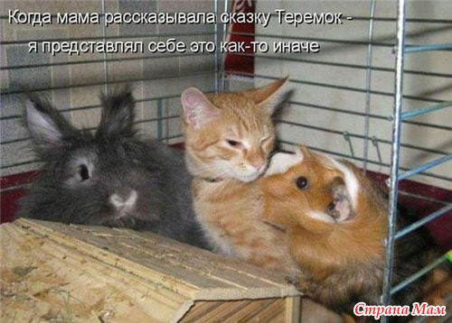 Фото Смешных Кисок Фото Смешных Кисок