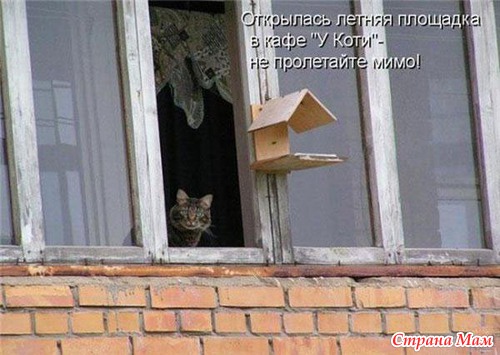 Фото Смешных Кисок Фото Смешных Кисок